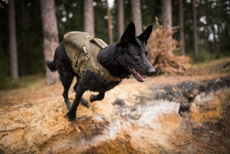 K9 working dog