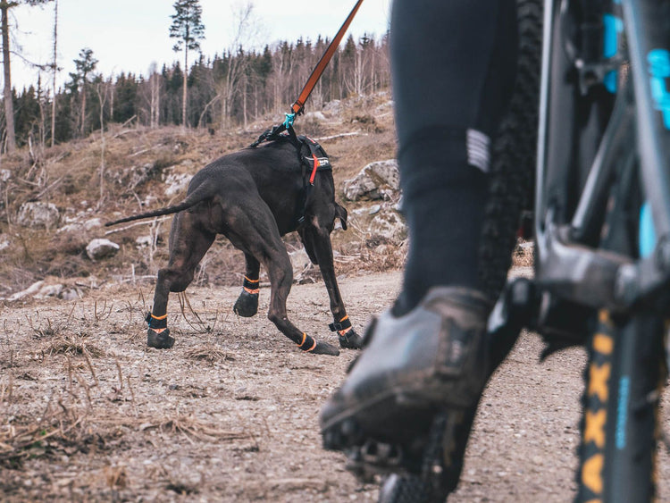 K9 booties