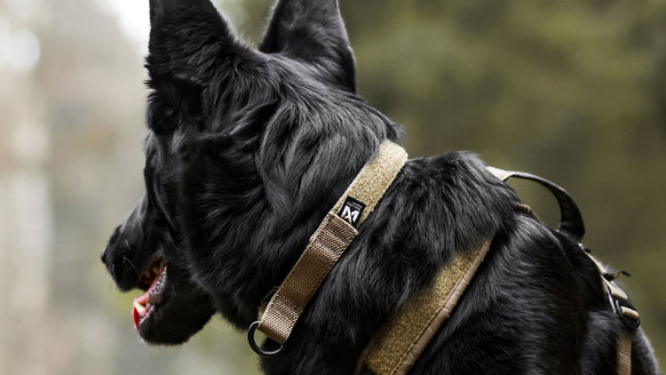 K9 collars