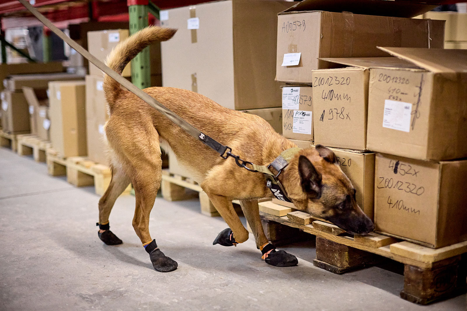 For dogs – Non-stop professional